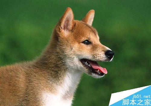 PS给图片打马赛克方法图解_脚本之家