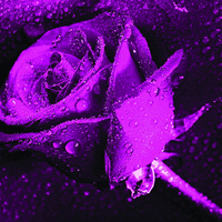 个性头像紫色梦幻系列_隔着光阴的爱情_QQ个