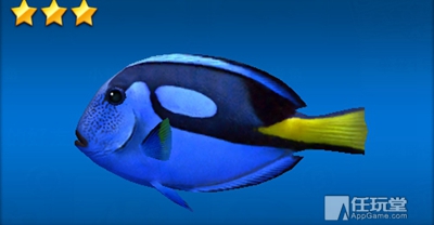 蓝色刺尾鲷鱼头大身小,头部呈宝蓝色,尾巴黄色,观赏型,三星鱼.
