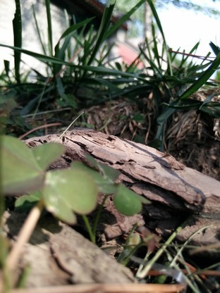 旋转4G至美一拍 OPPO N1 mini拍照评测