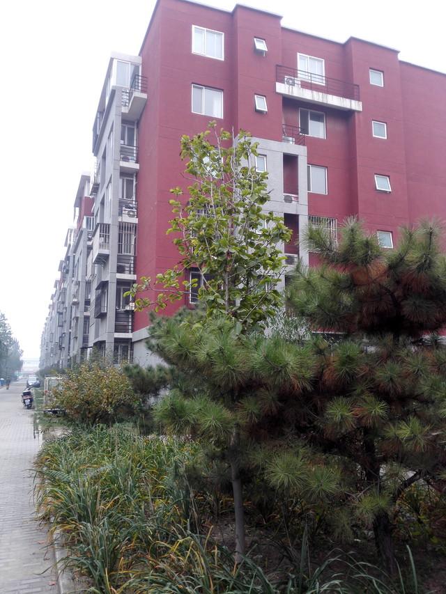 荣耀6至尊版拍照样张