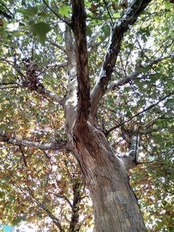 神舟灵雅x55和红米note 4g哪个好