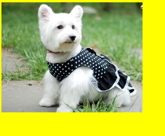 html5使用canvas绘制一张图片_html5教程技巧