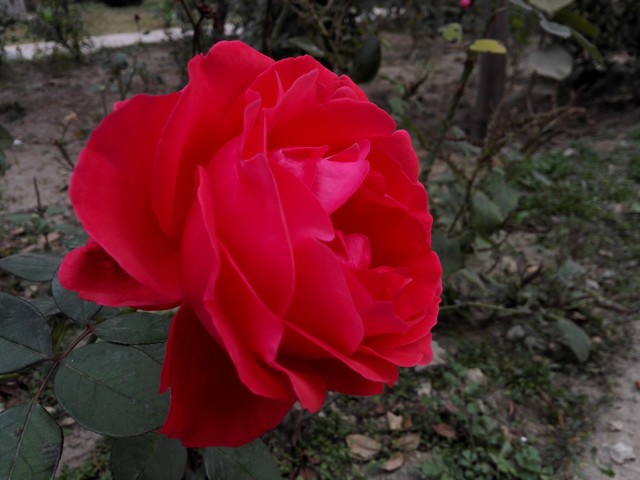 荣耀6至尊版拍照样张