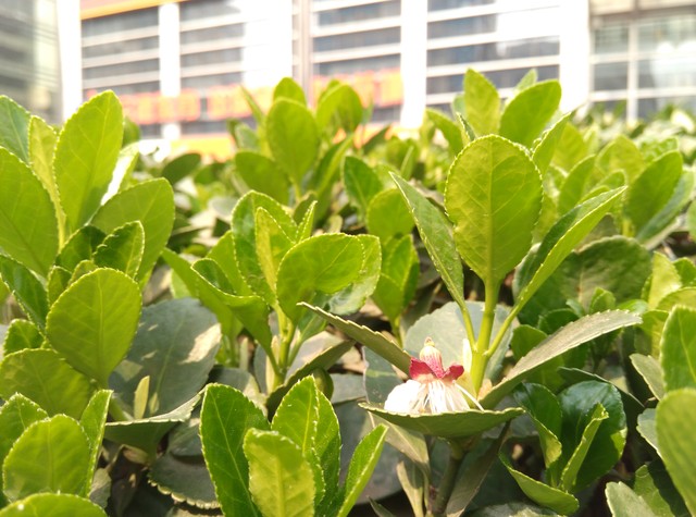 64位骁龙芯 红米Note移动4G双卡版评测