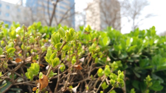 玩转手机摄影 nubia Z9 mini新品首测