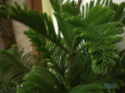 iuni i1样张-10 iuni i1样张-10