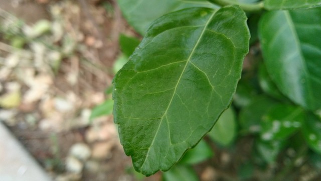 酷派锋尚Pro评测:不仅仅只是指纹识别