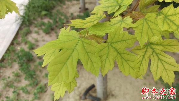 600块钱差在哪儿? HTC M9对比HTC M9+