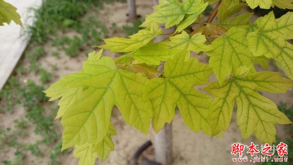 600块钱差在哪儿? HTC M9对比HTC M9+