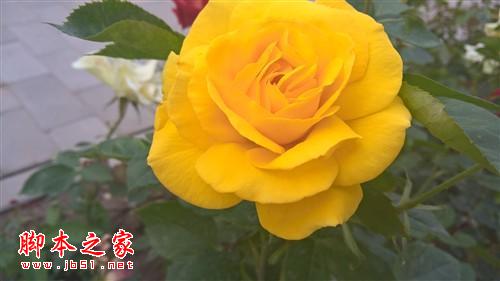 ΢ ΢ Lumia 640 XL ͨ4Gֻ(˫˫/ɫ) ͼ