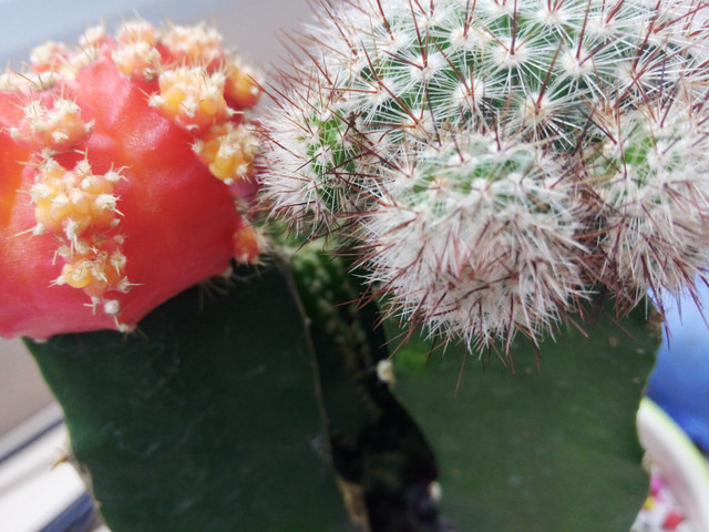 SUGAR2手机评测:136颗宝石镶嵌 美极了