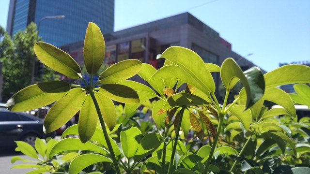 尖Phone:国产对舶来 nubia Z9战iPhone6