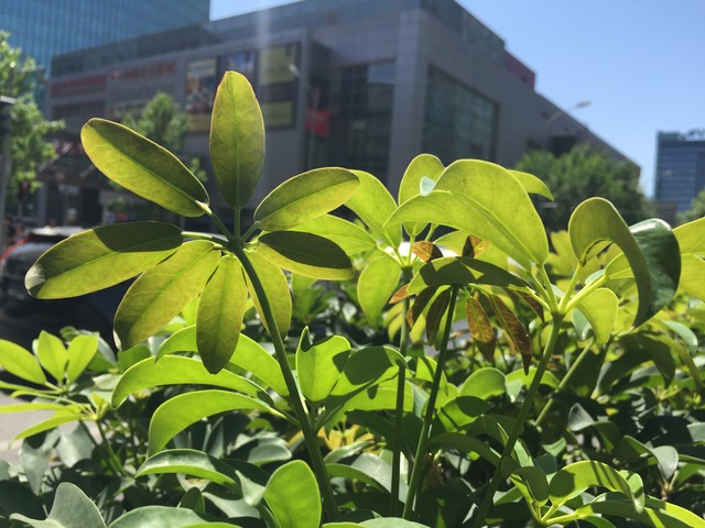 尖Phone:国产对舶来 nubia Z9战iPhone6