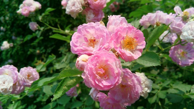 ǧԪԼ۱¹ TCLôô3Sȫ 