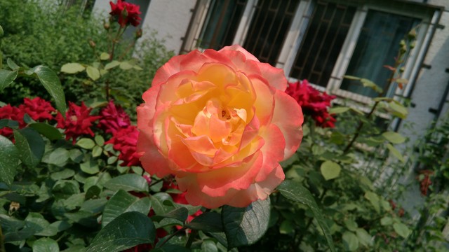 ǧԪԼ۱¹ TCLôô3Sȫ 