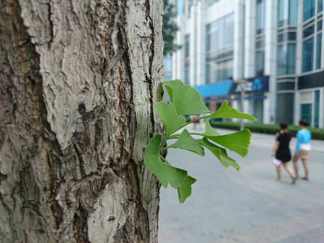 OneSonyÍê³ÉÌå Ë÷ÄáXperia Z3+ DualÆÀ²â