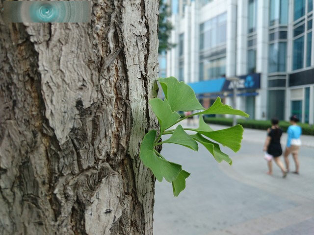 OneSony Xperia Z3+ Dual 