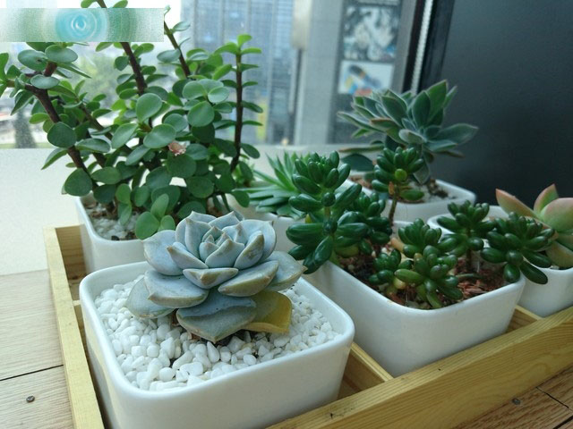 OneSony Xperia Z3+ Dual 