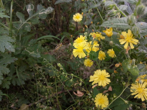 全局闪拍/PI2.0+原画 OPPO R7拍照体验