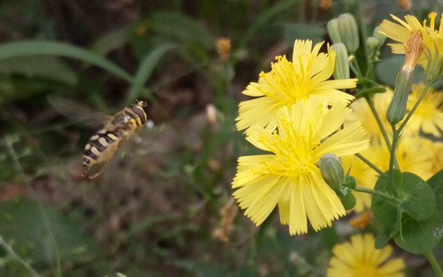 全局闪拍/PI2.0+原画 OPPO R7拍照体验