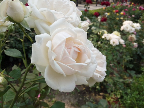 全局闪拍/PI2.0+原画 OPPO R7拍照体验