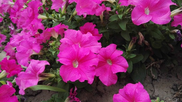 华为P8max评测:不仅仅是大一圈儿的P8第31张图 华为P8max评测:不仅仅是大一圈儿的P8第31张图