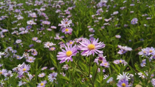 华为P8max评测:不仅仅是大一圈儿的P8第32张图 华为P8max评测:不仅仅是大一圈儿的P8第32张图