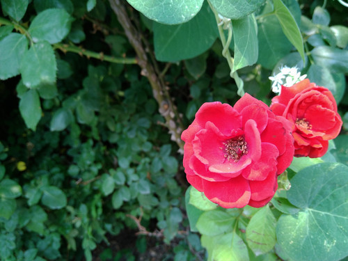 双4G弧面屏魔镜cam3.0 朵唯倾城L3评测