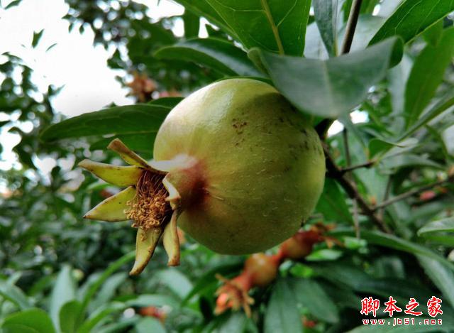 4GȫͨսԼ۱ȣTCLôô3S