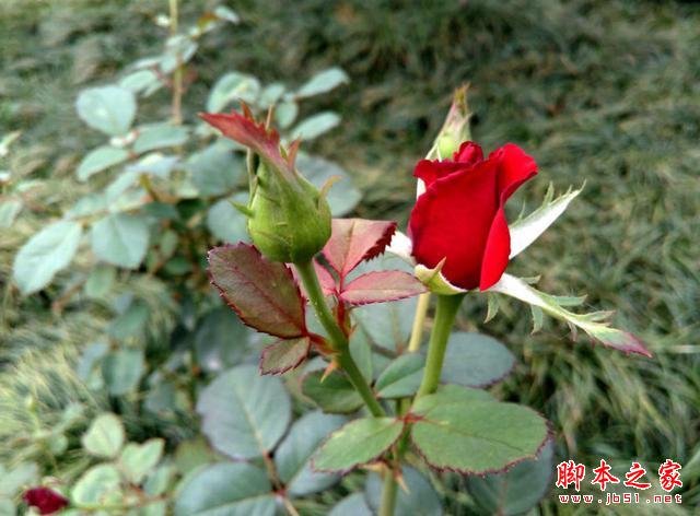 4GȫͨսԼ۱ȣTCLôô3S