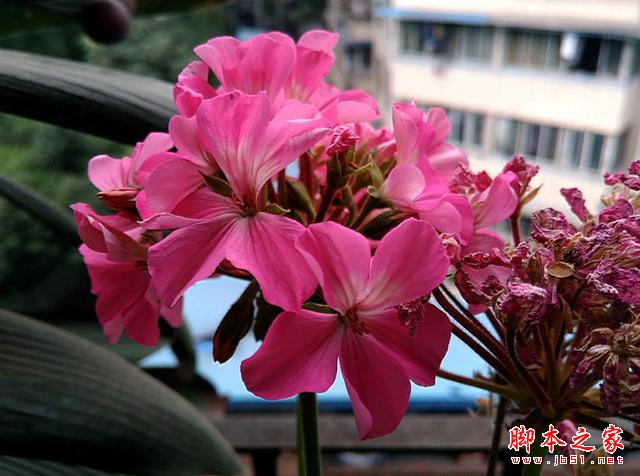 4GȫͨսԼ۱ȣTCLôô3S