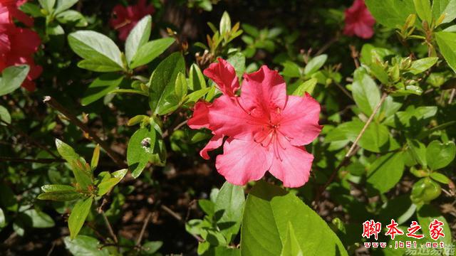 LG G4照相有多强?实拍样张过程告诉你