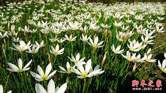 最好玩的拍照手机,ZenFone2+Zenflash拍照体验