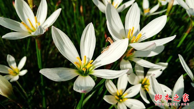 最好玩的拍照手机,ZenFone2+Zenflash拍照体验