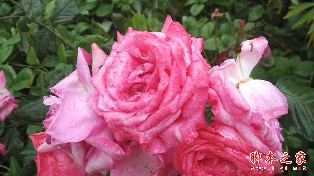 可能是今年最OK的千元机——小米4i初体验