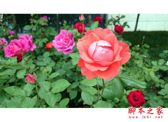 ųƺɱ֣ǿ499 F1 2GB