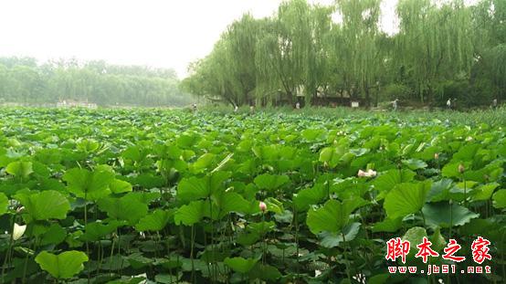 手机中的单反?努比亚Z9 MINI评测体验