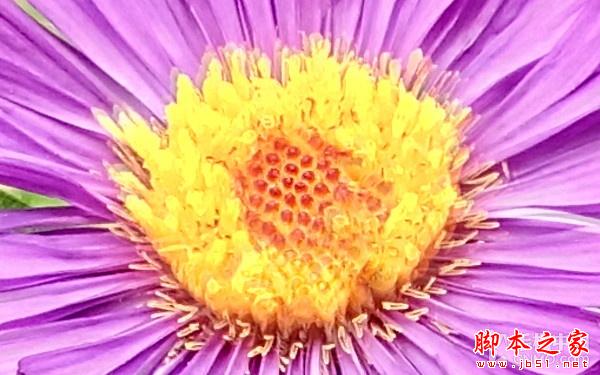 黄金斗士A8畅玩评测:高颜值亲民4G新品