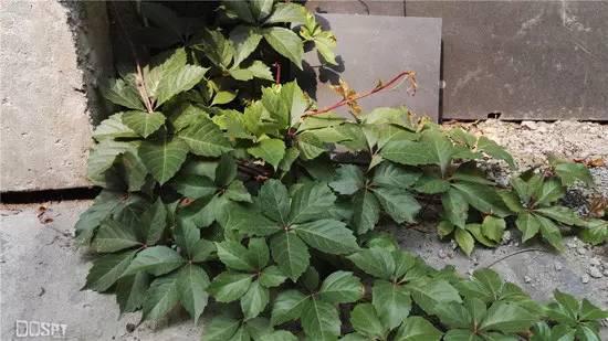 全面进化的新旗舰:华为旗舰7终极详评