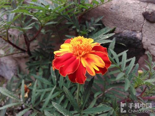 中国移动A1评测:超值四核双卡4G手机