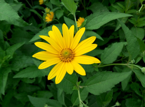 魅蓝note2样张-2 魅蓝note2样张-2