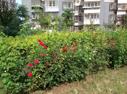 魅蓝note2样张-4 魅蓝note2样张-4