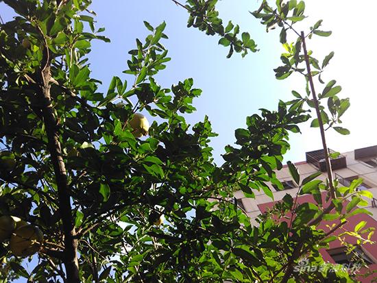 如何在千元机中找情怀 坚果手机上手评测