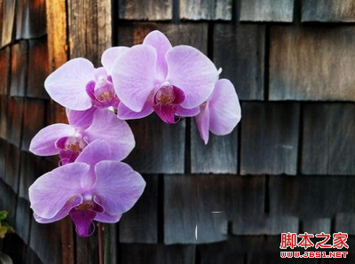 nexus6pnote5ĸ nexus6pnote5Ա3