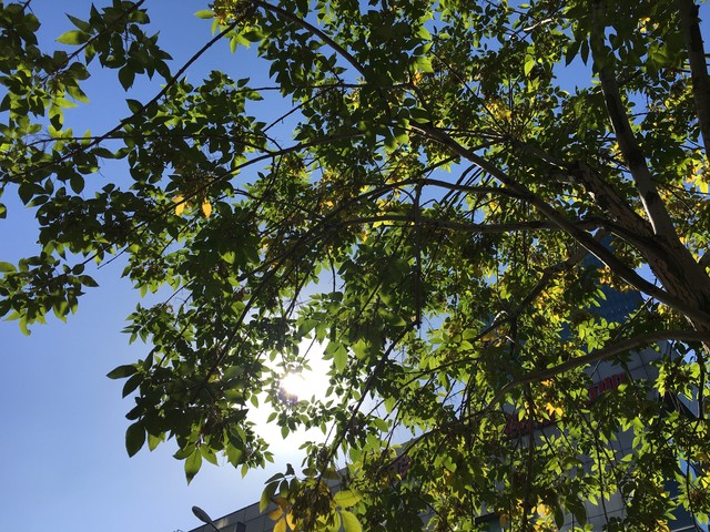 摄像头大提升 iPhone 6s拍照评测