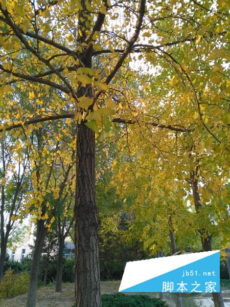 3GBڴ棡ҫ5X⣺ǧԪɱ