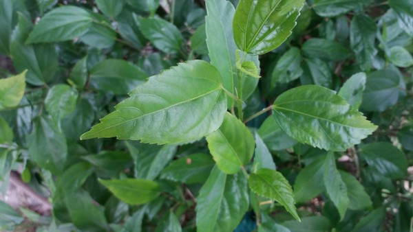 Galaxy On7ô Galaxy On7