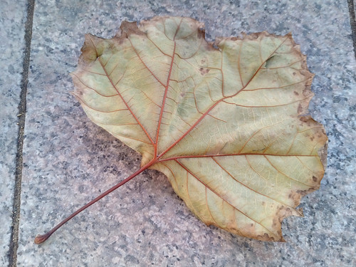 青葱metal怎么样 青葱metal手机评测