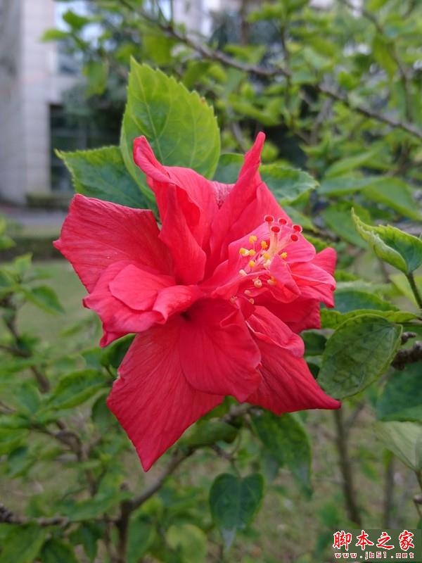 iPhone 6s对比索尼Z5 iPhone 6s对比索尼Z5